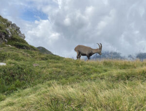 Mit Wanderleiterin Wildtiere beobachten