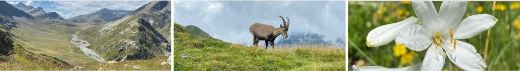 Wanderleiterin Schweiz