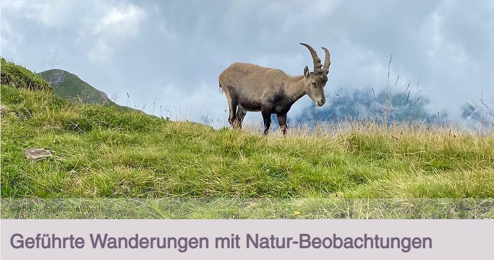 Wanderung Steinböcke beobachten