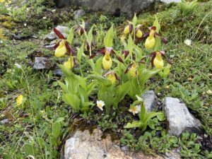 Bergflora kennenlernen mit Wanderleiterin