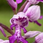 Orchideenwanderung mit Wanderleiterin