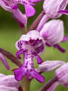 Orchideenwanderung mit Wanderleiterin