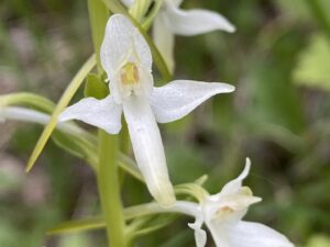 Orchideen kennenlernen