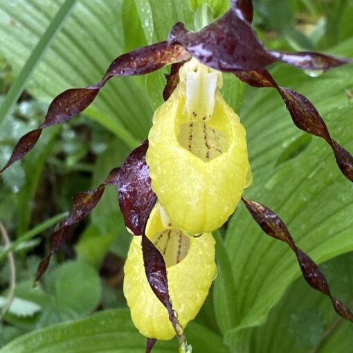 Geführte Orchideenwanderung