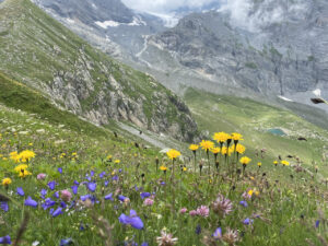 Bergfrühling auf einer Wanderung erleben