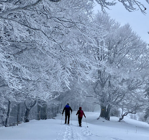 Schneeschuhwandern im Jura