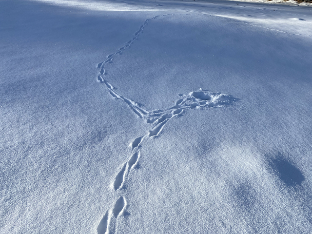 die Spur vom Fuchs im Schnee zeigt, wo er Mäuse gejagt hat
