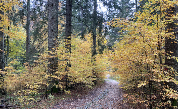 Herbstwanderungen mit Wander-Plausch